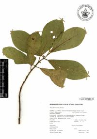 Siparuna thecaphora image